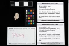 Foto (Objekt + Etikett) von Discutiolira moesica (Muţiu & Bădăluţă, 1971)  (NHMW-GEO-2014-0194-0639)
